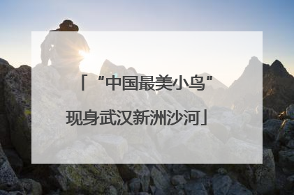 “中国最美小鸟”现身武汉新洲沙河