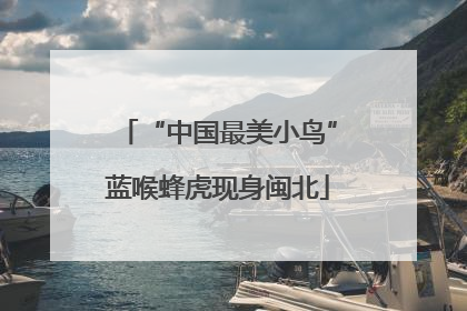 “中国最美小鸟”蓝喉蜂虎现身闽北