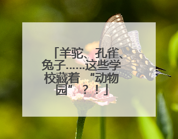 羊驼、孔雀、兔子……这些学校藏着 “动物园”？！