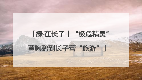 绿·在长子丨“极危精灵”黄胸鹀到长子营“旅游”