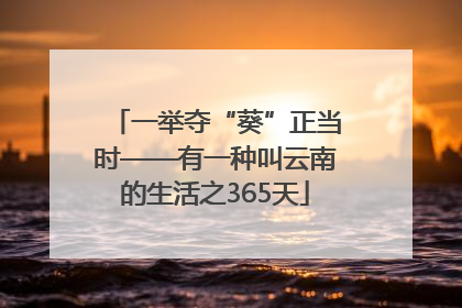 一举夺“葵”正当时——有一种叫云南的生活之365天
