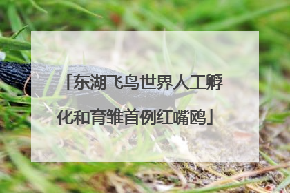 东湖飞鸟世界人工孵化和育雏首例红嘴鸥