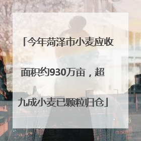 今年菏泽市小麦应收面积约930万亩，超九成小麦已颗粒归仓