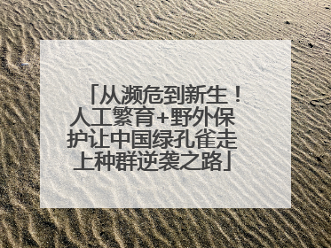 从濒危到新生！人工繁育+野外保护让中国绿孔雀走上种群逆袭之路