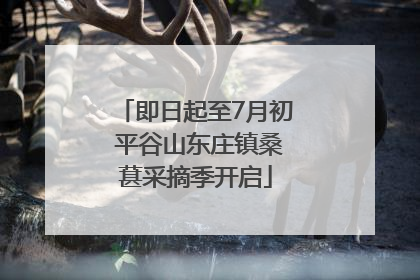 即日起至7月初 平谷山东庄镇桑葚采摘季开启