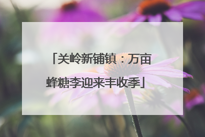 关岭新铺镇：万亩蜂糖李迎来丰收季