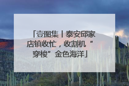 壹图集丨泰安邱家店镇收忙，收割机“穿梭”金色海洋