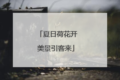 夏日荷花开 美景引客来