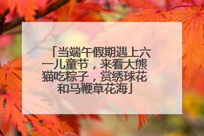 当端午假期遇上六一儿童节，来看大熊猫吃粽子，赏绣球花和马鞭草花海