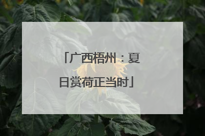 广西梧州：夏日赏荷正当时