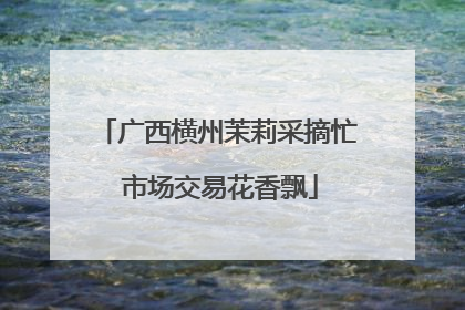 广西横州茉莉采摘忙 市场交易花香飘