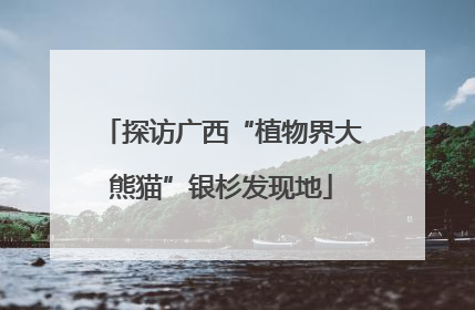 探访广西“植物界大熊猫”银杉发现地