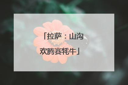 拉萨：山沟欢腾赛牦牛