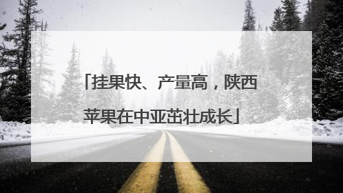 挂果快、产量高，陕西苹果在中亚茁壮成长