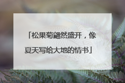 松果菊翩然盛开，像夏天写给大地的情书