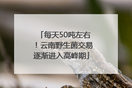 每天50吨左右！云南野生菌交易逐渐进入高峰期