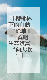 樱桃林下的白鹅“除草工” 奏响生态致富“向天歌”