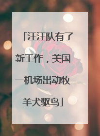 汪汪队有了新工作，美国一机场出动牧羊犬驱鸟