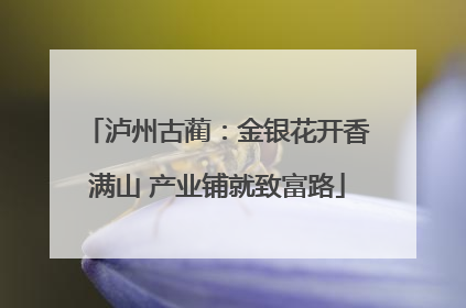 泸州古蔺：金银花开香满山 产业铺就致富路