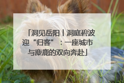 洞见岳阳丨洞庭碧波迎“归客”：一座城市与麋鹿的双向奔赴