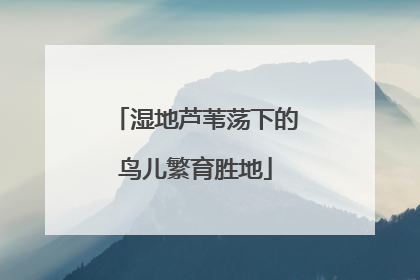 湿地芦苇荡下的鸟儿繁育胜地