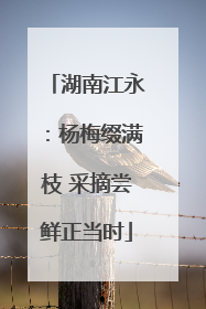 湖南江永：杨梅缀满枝 采摘尝鲜正当时