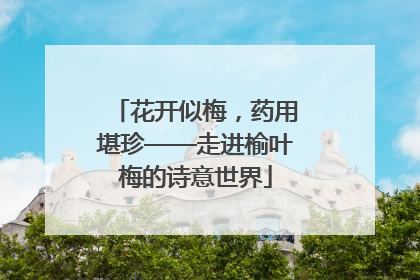 花开似梅，药用堪珍——走进榆叶梅的诗意世界
