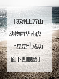 苏州上方山动物园华南虎“星星”成功诞下四胞胎