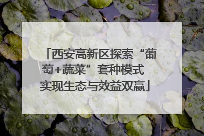 西安高新区探索“葡萄+蔬菜”套种模式 实现生态与效益双赢
