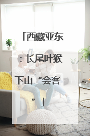 西藏亚东：长尾叶猴下山“会客”