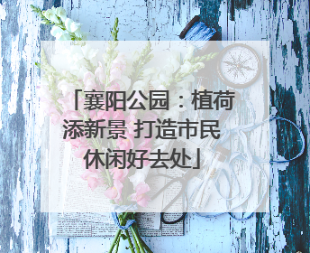 襄阳公园：植荷添新景 打造市民休闲好去处