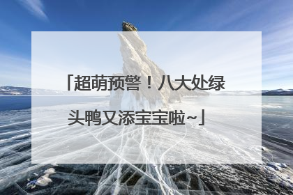 超萌预警！八大处绿头鸭又添宝宝啦~