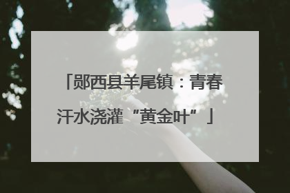 郧西县羊尾镇：青春汗水浇灌“黄金叶”