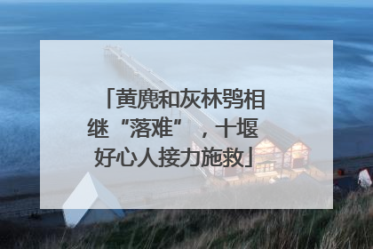 黄麂和灰林鸮相继“落难”，十堰好心人接力施救