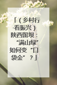 （乡村行·看振兴）陕西留坝：“满山绿”如何变“口袋金”？